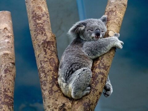 a koala bear; pixabay